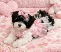 Char, a female Havamalt for sale in Gurnee, IL – Photo 1 of 5