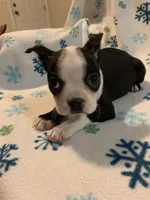 Sasha, a female Boston Terrier for sale in Gurnee, IL – Photo 4 of 4