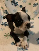 Sasha, a female Boston Terrier for sale in Gurnee, IL – Photo 1 of 4