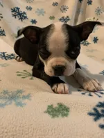 Sasha, a female Boston Terrier for sale in Gurnee, IL – Photo 3 of 4