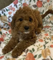 Karlie, a female Cavapoo for sale in Gurnee, IL – 3 of 4