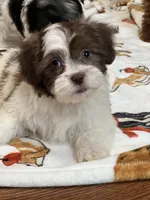 Bella, a female Shichon for sale in Gurnee, IL – Photo 4 of 4