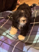 Hank, a male Havapoo for sale in Gurnee, IL – 2 of 4