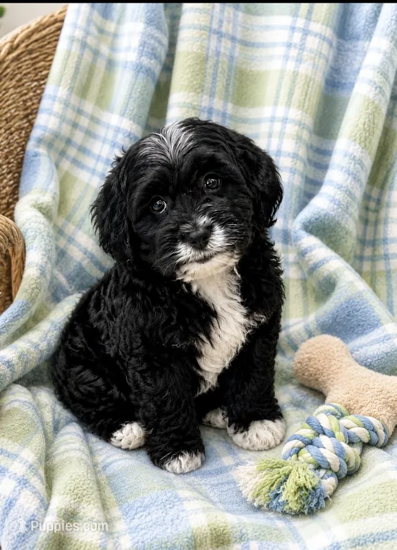 Ringo – Havapoo puppy for sale in Gurnee, IL