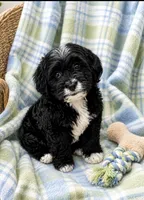 Ringo, a male Havapoo for sale in Gurnee, IL – 2 of 3