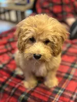 Trevor, a male Cavapoo for sale in Gurnee, IL – 3 of 3