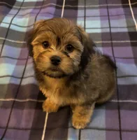 Zeus, a male Havanese and Shih Tzu for sale in Gurnee, IL – 2 of 3
