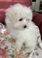 Kiki, a female Maltese for sale in Gurnee, IL – 5 of 5