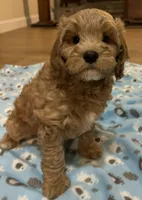 Tucker, a male Cavapoo for sale in Gurnee, IL – Photo 4 of 4
