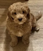 Tucker, a male Cavapoo for sale in Gurnee, IL – Photo 2 of 4