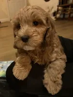 Tucker, a male Cavapoo for sale in Gurnee, IL – Photo 1 of 4