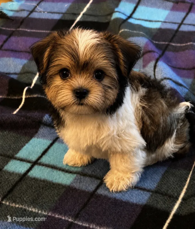 Brax – Havanese, Shih Tzu puppy for sale in Gurnee, IL