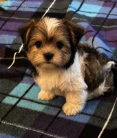 Brax, a male Havanese and Shih Tzu for sale in Gurnee, IL – 1 of 2