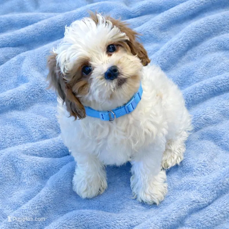Charlie  – Cavapoo puppy for sale in Gurnee, IL