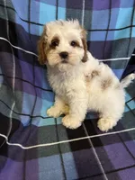 Charlie , a male Cavapoo for sale in Gurnee, IL – Photo 4 of 4