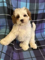 Charlie , a male Cavapoo for sale in Gurnee, IL – Photo 3 of 4