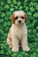 Charlie , a male Cavapoo for sale in Gurnee, IL – Photo 1 of 4