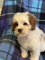 Charlie , a male Cavapoo for sale in Gurnee, IL – Photo 2 of 4