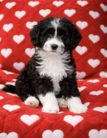 Hank, a male Havamalt for sale in Gurnee, IL – Photo 1 of 3