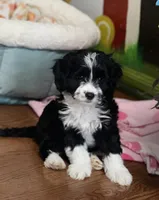 Hank, a male Havamalt for sale in Gurnee, IL – Photo 2 of 3