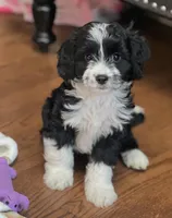 Hank, a male Havamalt for sale in Gurnee, IL – Photo 3 of 3