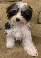 Bailey, a male Biewer for sale in Gurnee, IL – Photo 4 of 4