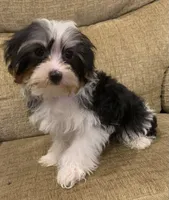 Bailey, a male Biewer for sale in Gurnee, IL – Photo 3 of 4