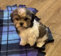 Brax, a male Havanese and Shih Tzu for sale in Gurnee, IL – 2 of 2