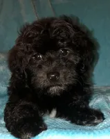 Midnight, a female Havapoo for sale in Gurnee, IL – Photo 1 of 3