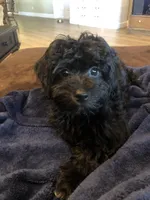 Midnight, a female Havapoo for sale in Gurnee, IL – Photo 3 of 3