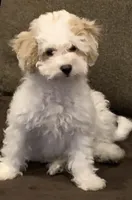 Sheldon, a male Bichon Frise and Poodle - Miniature  for sale in Gurnee, IL – Photo 3 of 3