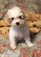 Sheldon, a male Bichon Frise and Poodle - Miniature  for sale in Gurnee, IL – Photo 1 of 3