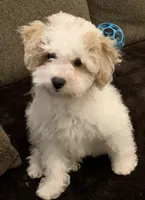 Sheldon, a male Bichon Frise and Poodle - Miniature  for sale in Gurnee, IL – Photo 2 of 3