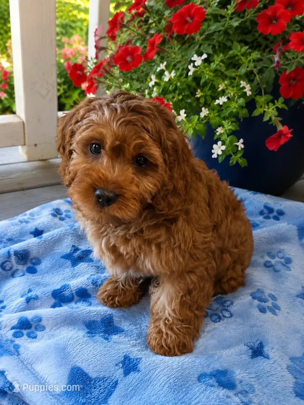 Burt – Cavapoo puppy for sale in Gurnee, IL