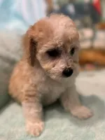 Ginger, a female Poochon for sale in Gurnee, IL – Photo 2 of 4