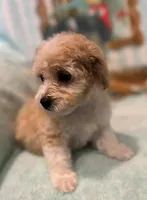 Ginger, a female Poochon for sale in Gurnee, IL – Photo 4 of 4