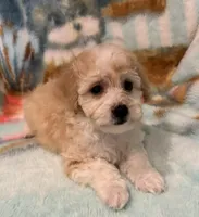 Ginger, a female Poochon for sale in Gurnee, IL – Photo 1 of 4