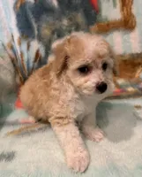 Ginger, a female Poochon for sale in Gurnee, IL – Photo 3 of 4