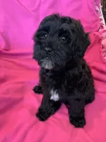 Lucy, a female Miniature Bernedoodle for sale in Gurnee, IL – Photo 4 of 4