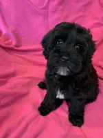 Lucy, a female Miniature Bernedoodle for sale in Gurnee, IL – Photo 3 of 4
