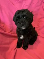 Lucy, a female Miniature Bernedoodle for sale in Gurnee, IL – Photo 1 of 4