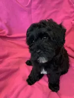 Lucy, a female Miniature Bernedoodle for sale in Gurnee, IL – Photo 2 of 4