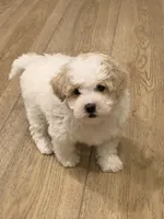 Jax, a male Poochon for sale in Gurnee, IL – Photo 2 of 2