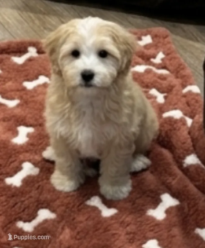 Connor – Havapoo puppy for sale in Gurnee, IL