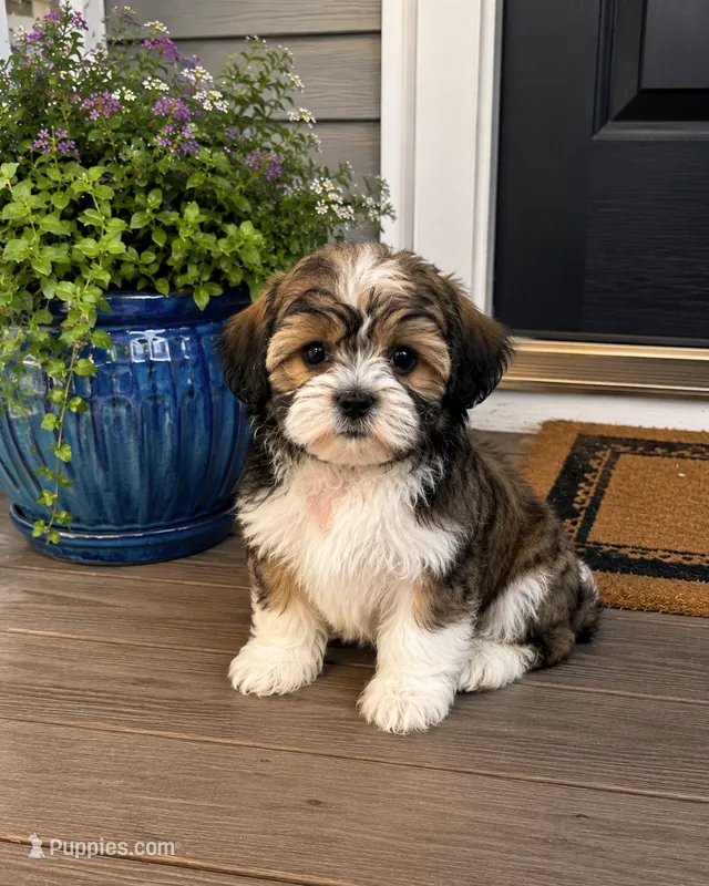 Maya – Havanese, Shih Tzu puppy for sale in Gurnee, IL