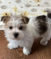 Riley, a male Shorkie for sale in Gurnee, IL – Photo 3 of 4