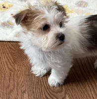 Riley, a male Shorkie for sale in Gurnee, IL – Photo 2 of 4