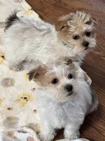 Riley, a male Shorkie for sale in Gurnee, IL – Photo 4 of 4