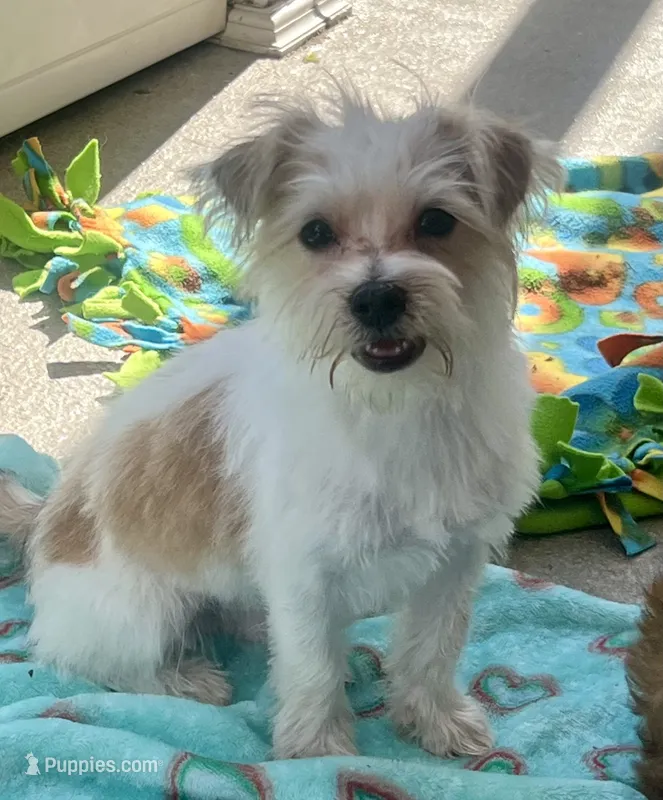 Riley – Shorkie puppy for sale in Gurnee, IL