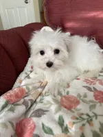 Kiki, a female Maltese for sale in Gurnee, IL – 3 of 5